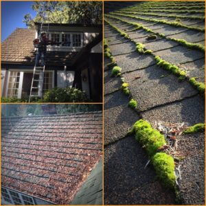 roof moss removal