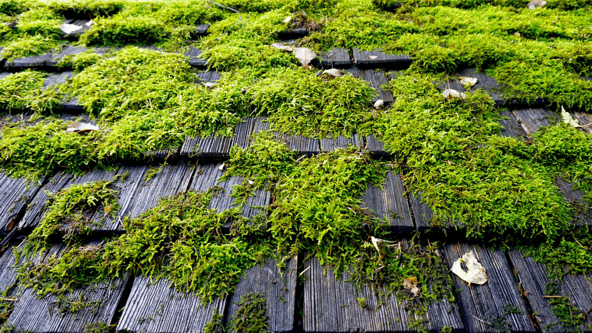 Best Roof Cleaning & Moss Removal in Puget Sound