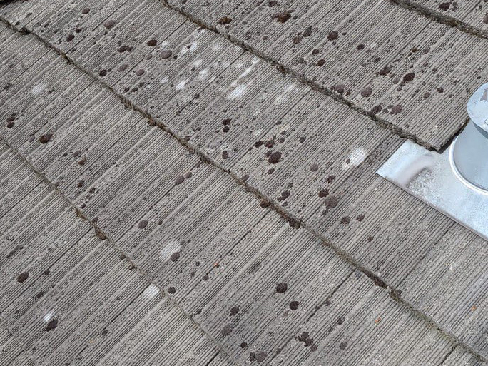 What Are The White Dots On My Tile Roof?